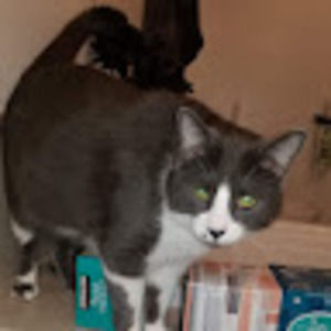 Meet your Posher, Chad